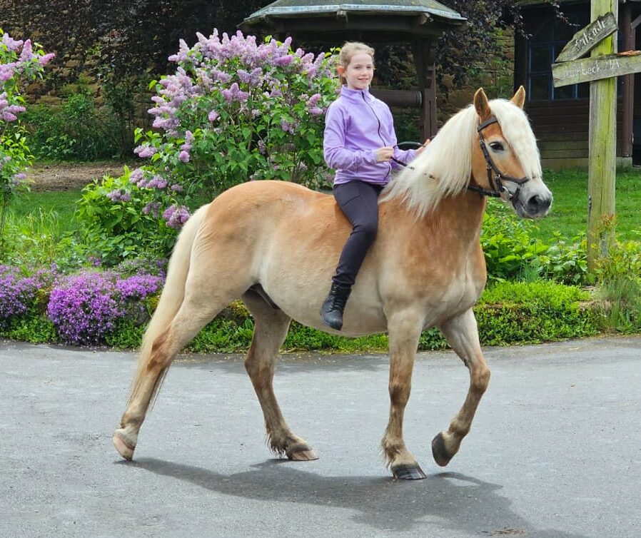 Tochter auf Haflinger